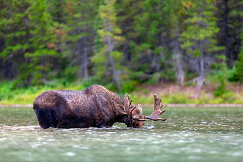 Montana wildlife / Discover the best things to do at Lake Como, Montana including the top hikes, where to rent kayaks and paddle boards, where to camp, & more.